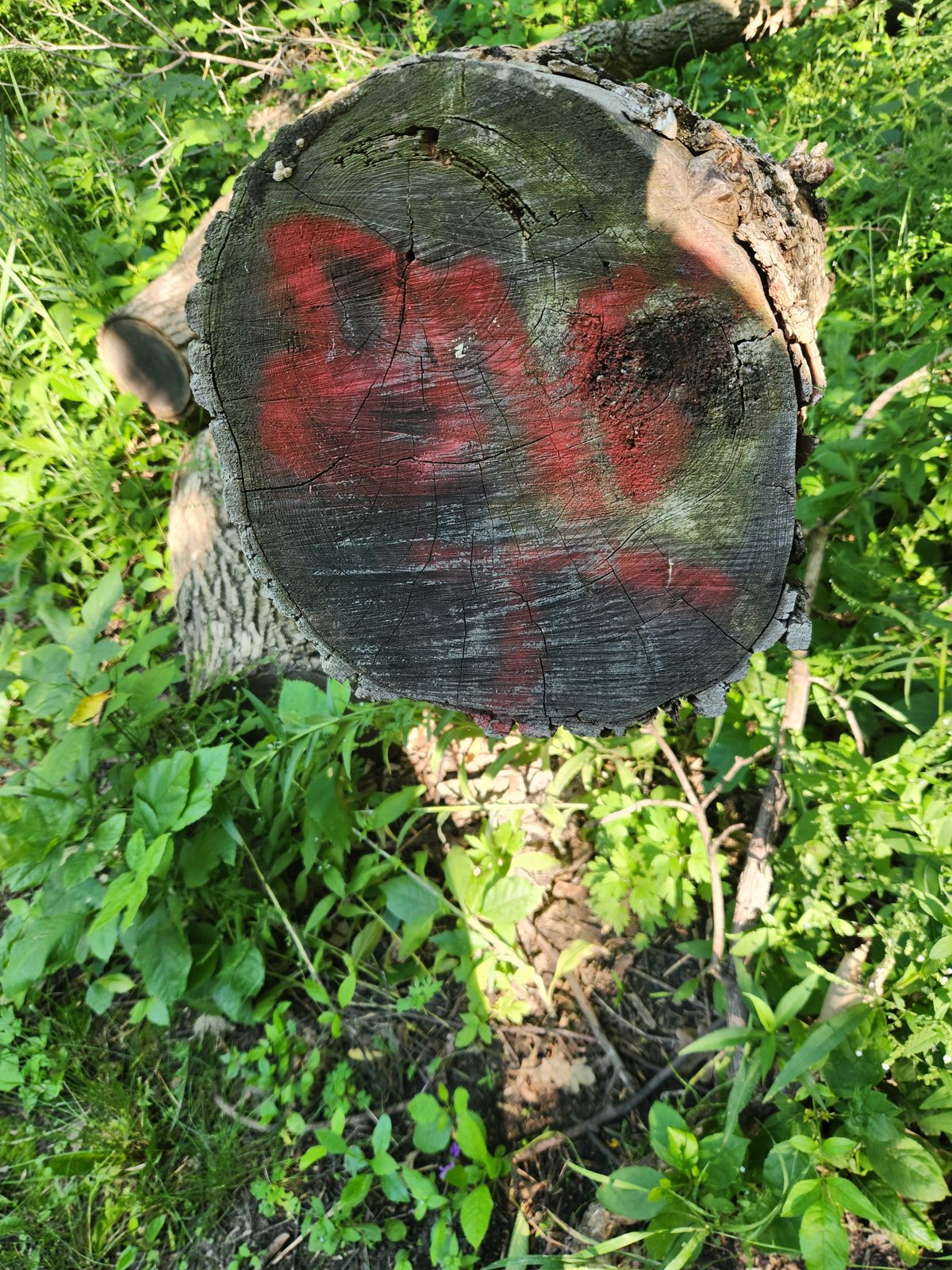 A half cut tree with red spray paint on the stump labeled "Big T"